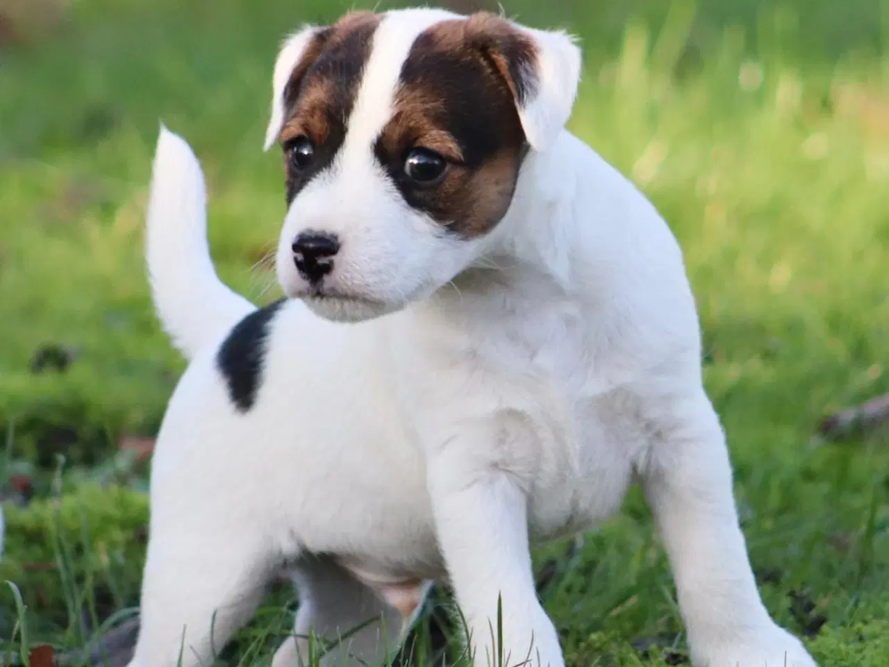 Billede 3 - Parson Jack Russell Terrier (Hvalpe 10 uger gamle)