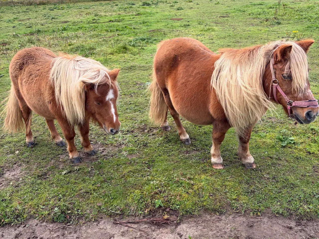 Billede 2 - 2 stk Shetlænder / shetlandspony