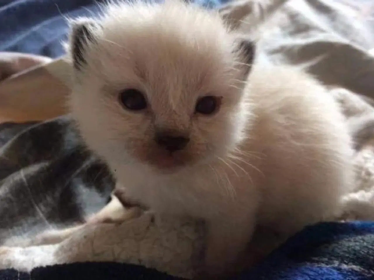 Billede 1 - 3 killinger