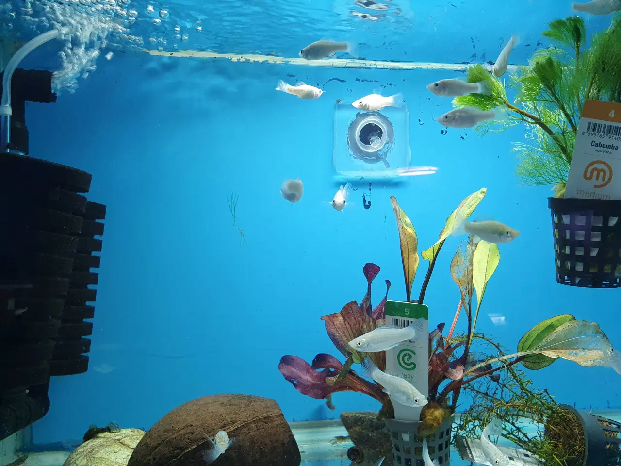 Billede 1 - 🐟✨ SEJLFINNET MOLLY TIL SALG ✨🐟  Sejlfinnet moll