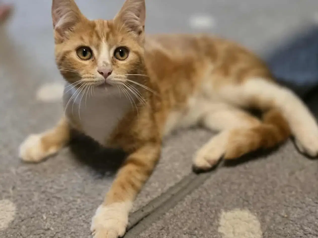 Billede 3 - Maine coon blanding 
