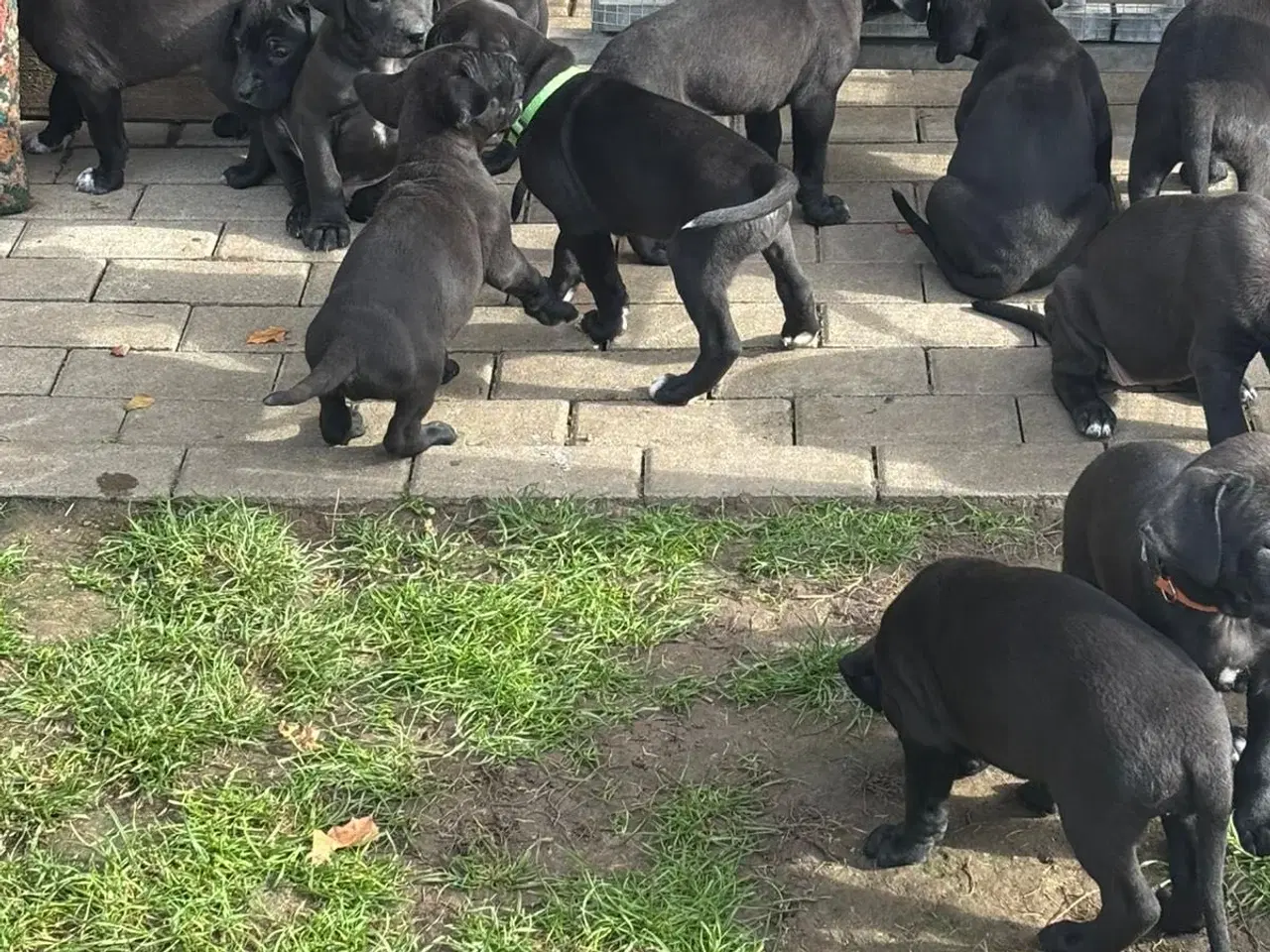 Billede 3 - Små grand danois hundehvalp 