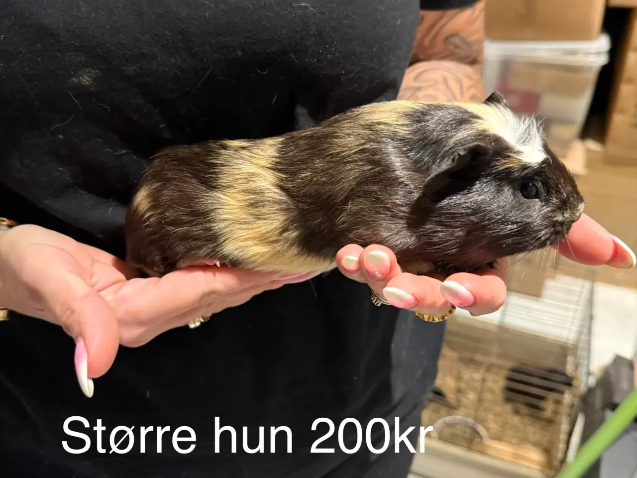 Billede 6 - Marsvin hun unger