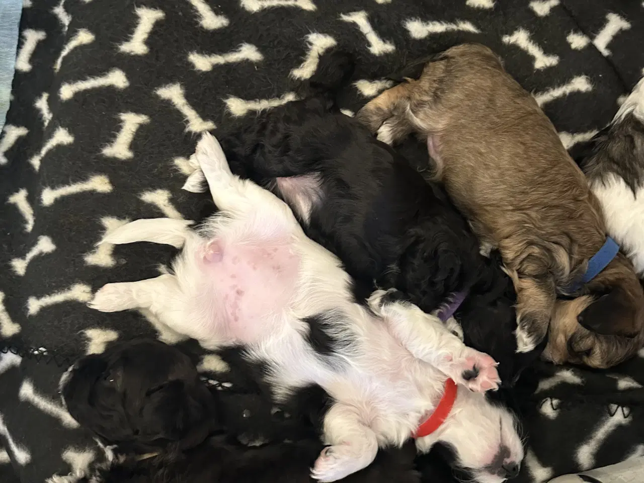 Billede 10 - Blødeste små hvalpe 