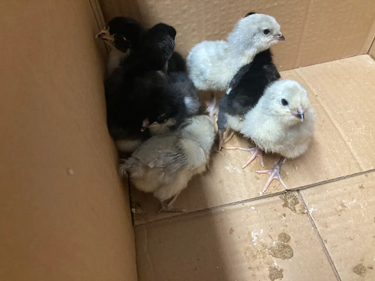 Billede 4 - Kyllinger fra race høns