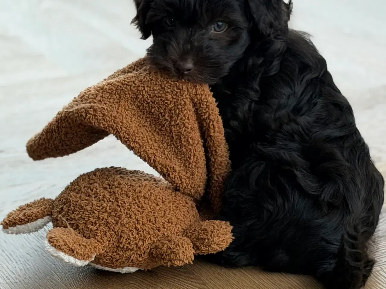 Billede 13 - Chokolade brune Havapoo drenge