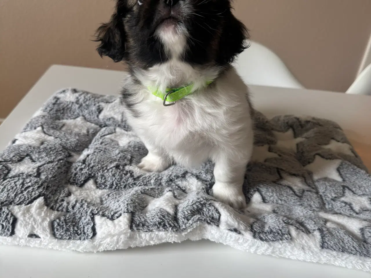 Billede 1 - Hundehvalpe. Shih tzu/tibetansk spaniel.