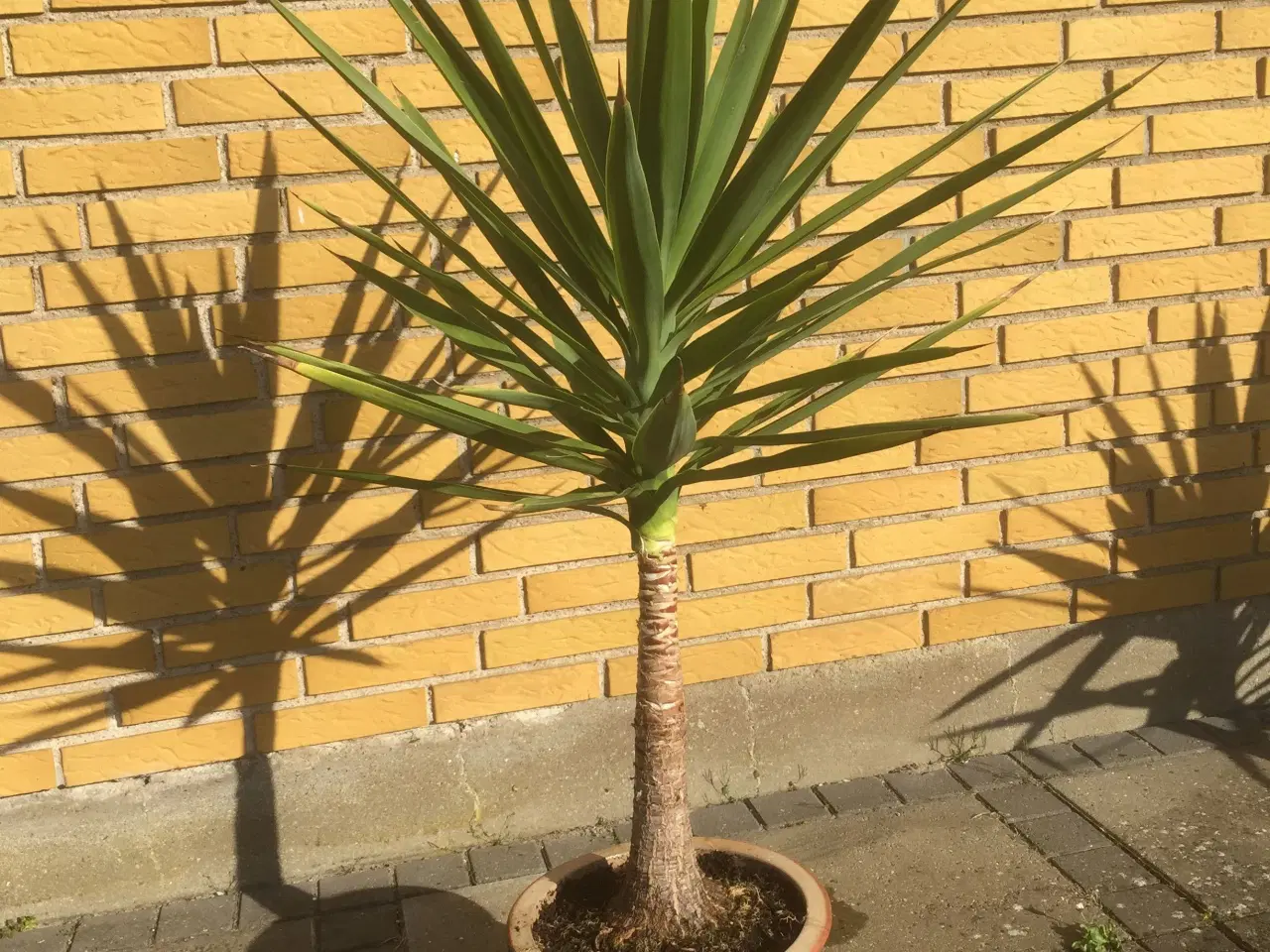 Billede 3 - Yucca palmer