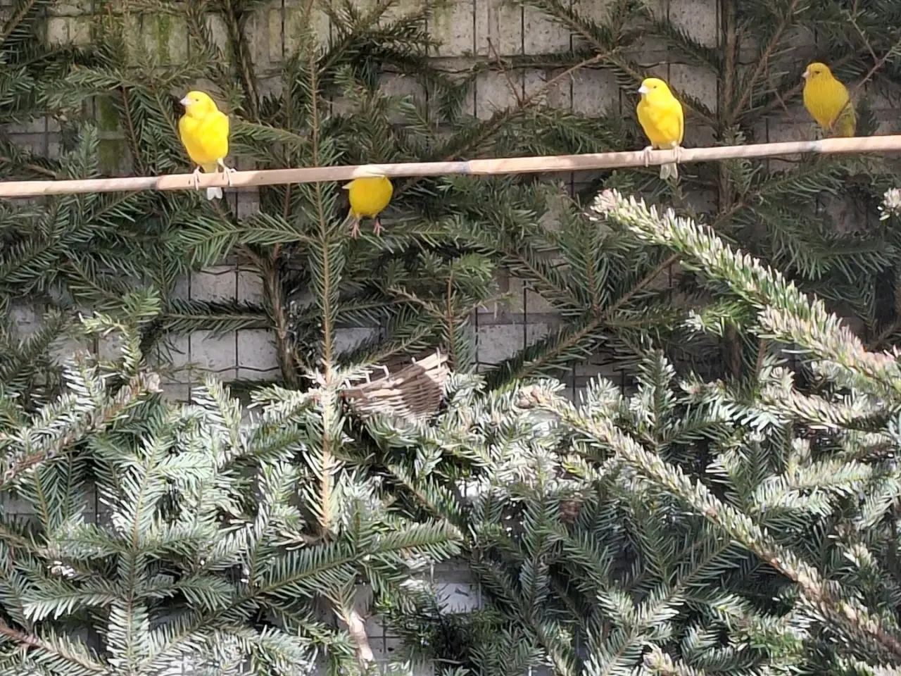 Billede 1 - Kanariefugle