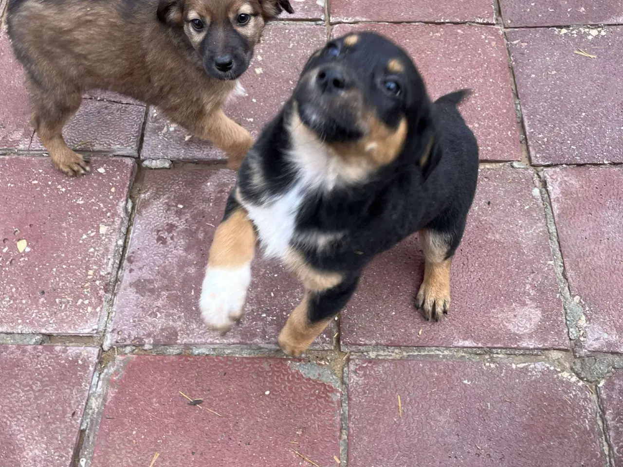 Billede 5 - Sødeste Crossaint søger familie 