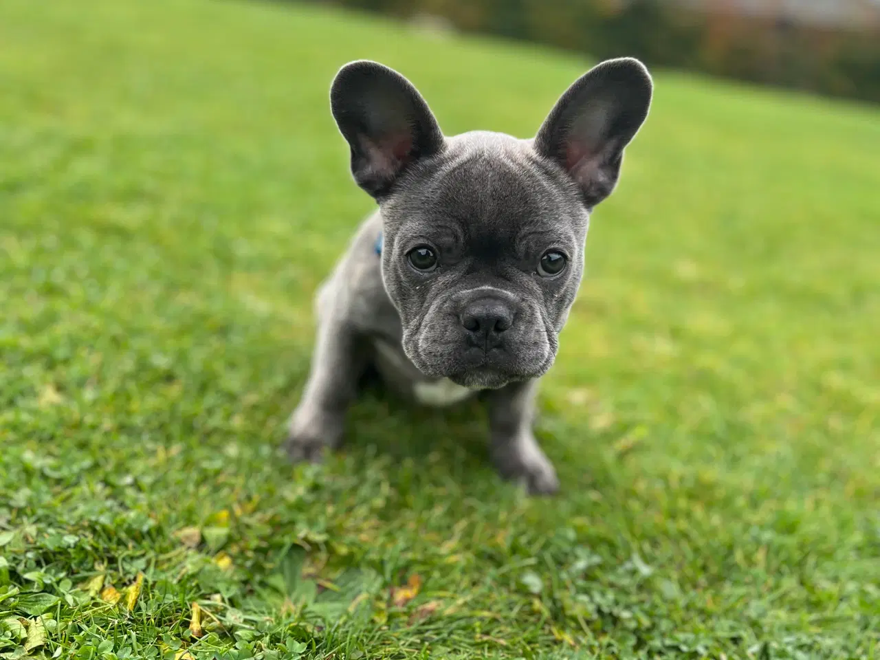 Billede 3 - 🐾Hvalp søger nyt kærligt hjem🐾