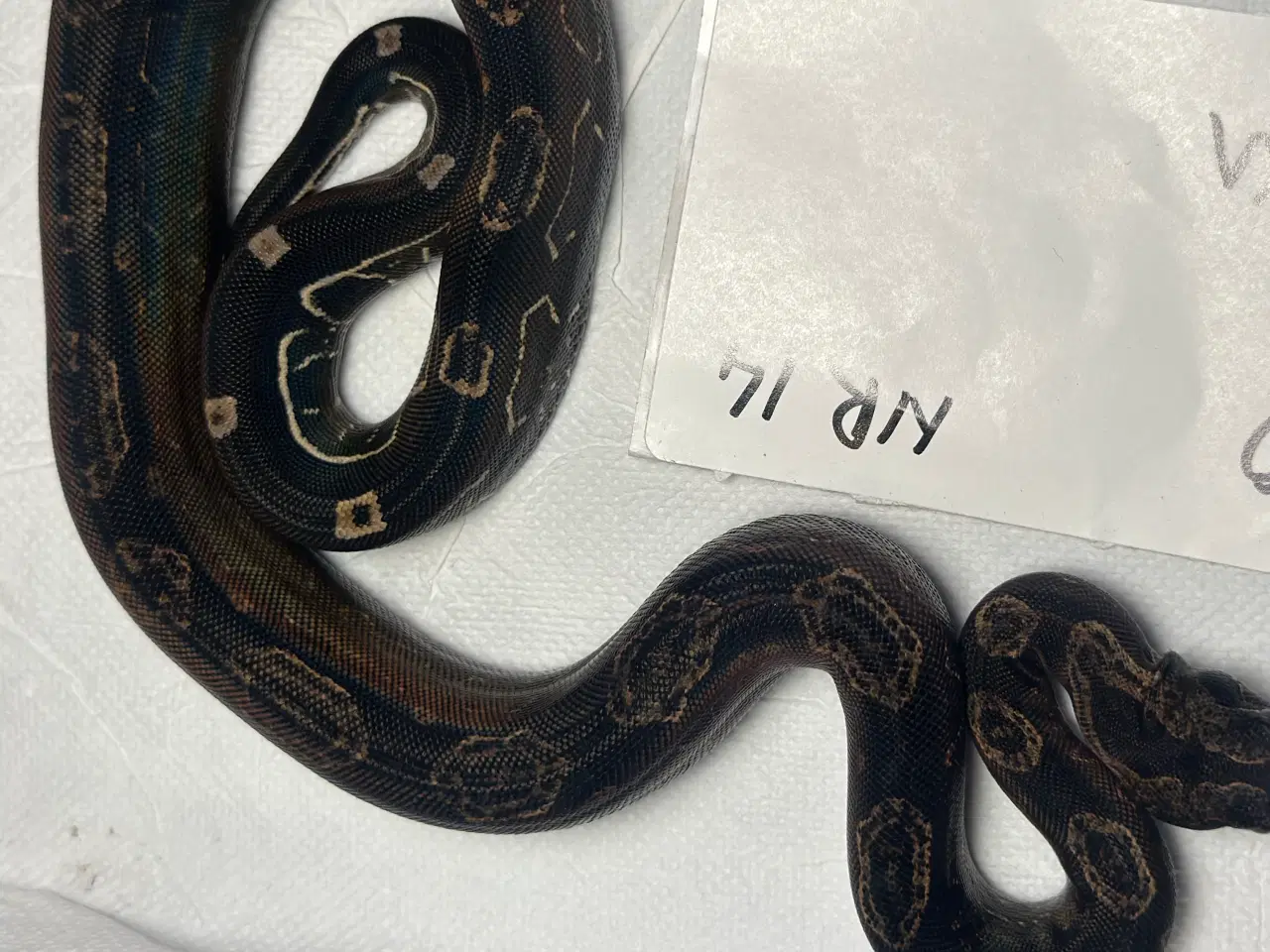 Billede 3 - Boa constrictor Keltic IMG poss Leopard Kahl A