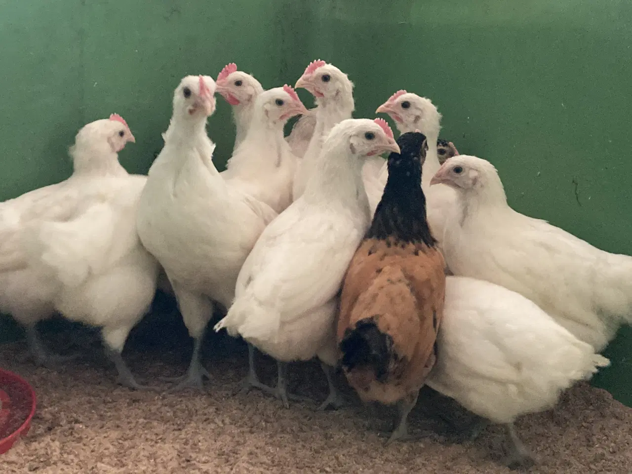 Billede 1 - 5 uge gammele kyllinger