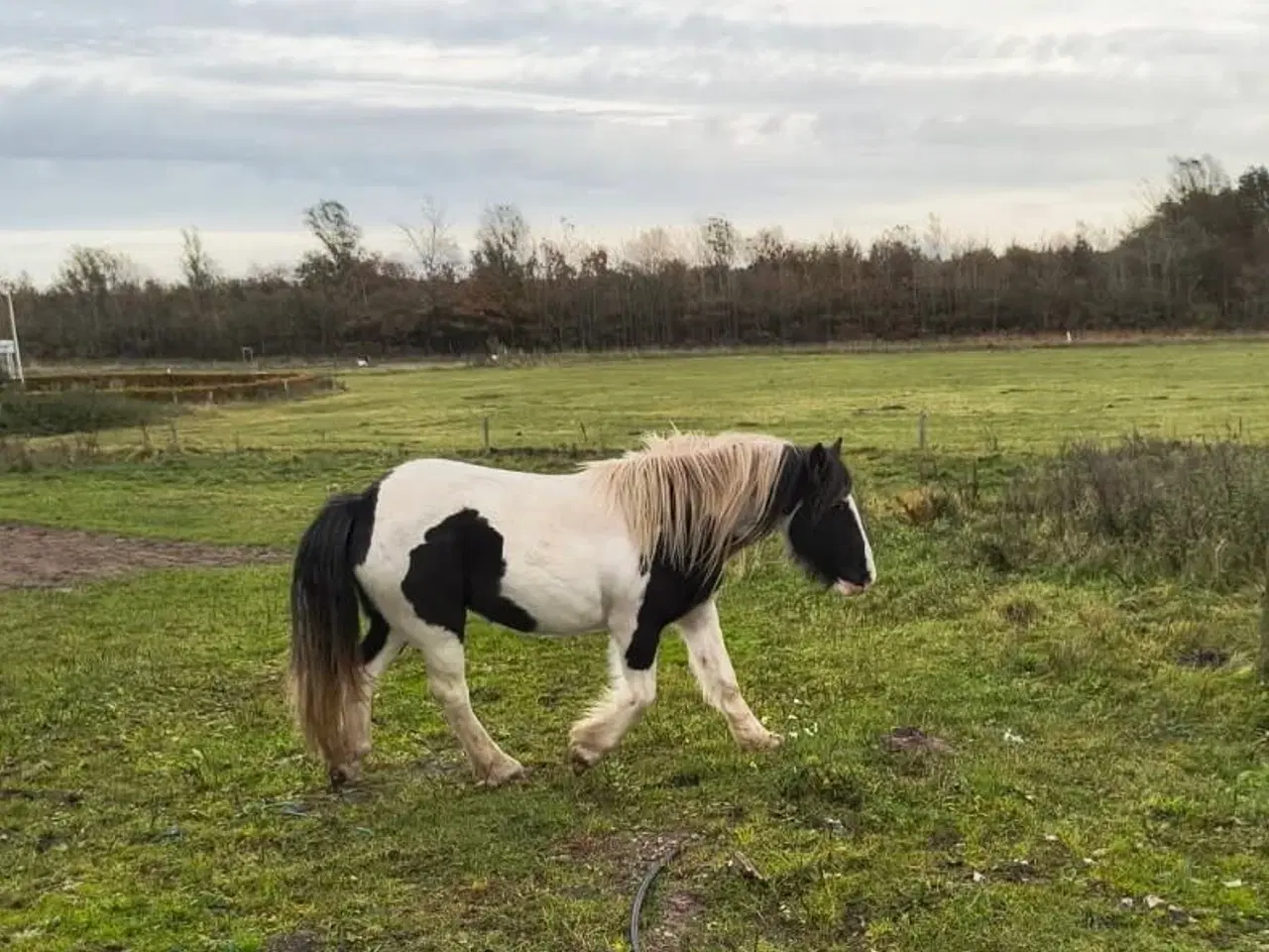 Billede 1 - 2,5 års tinker krydsningshoppe