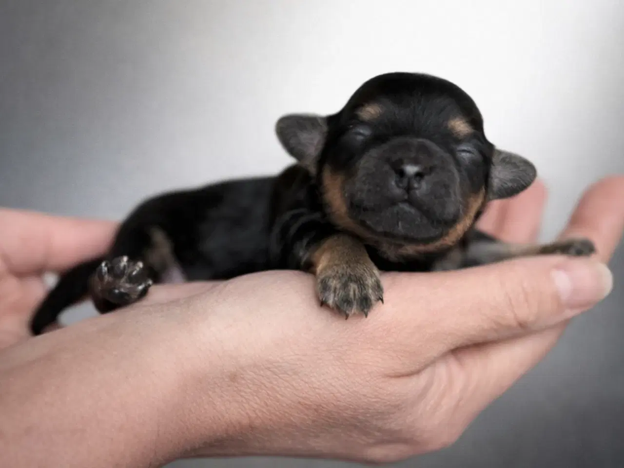 Billede 3 - Mini Maltipoo - Fra undersøgte forældre.