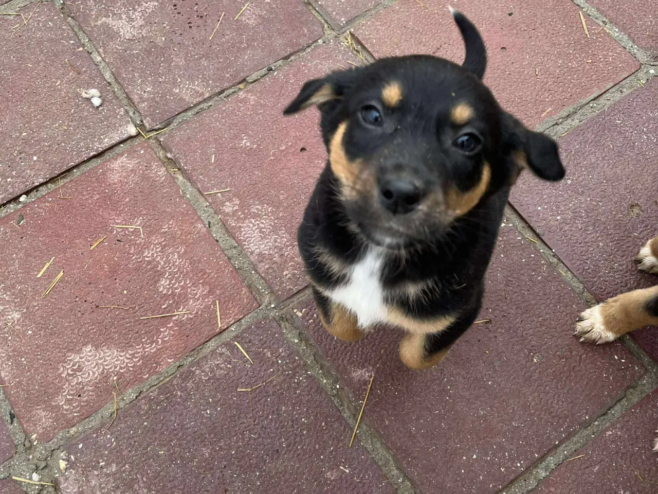 Billede 4 - Sødeste Crossaint søger familie 