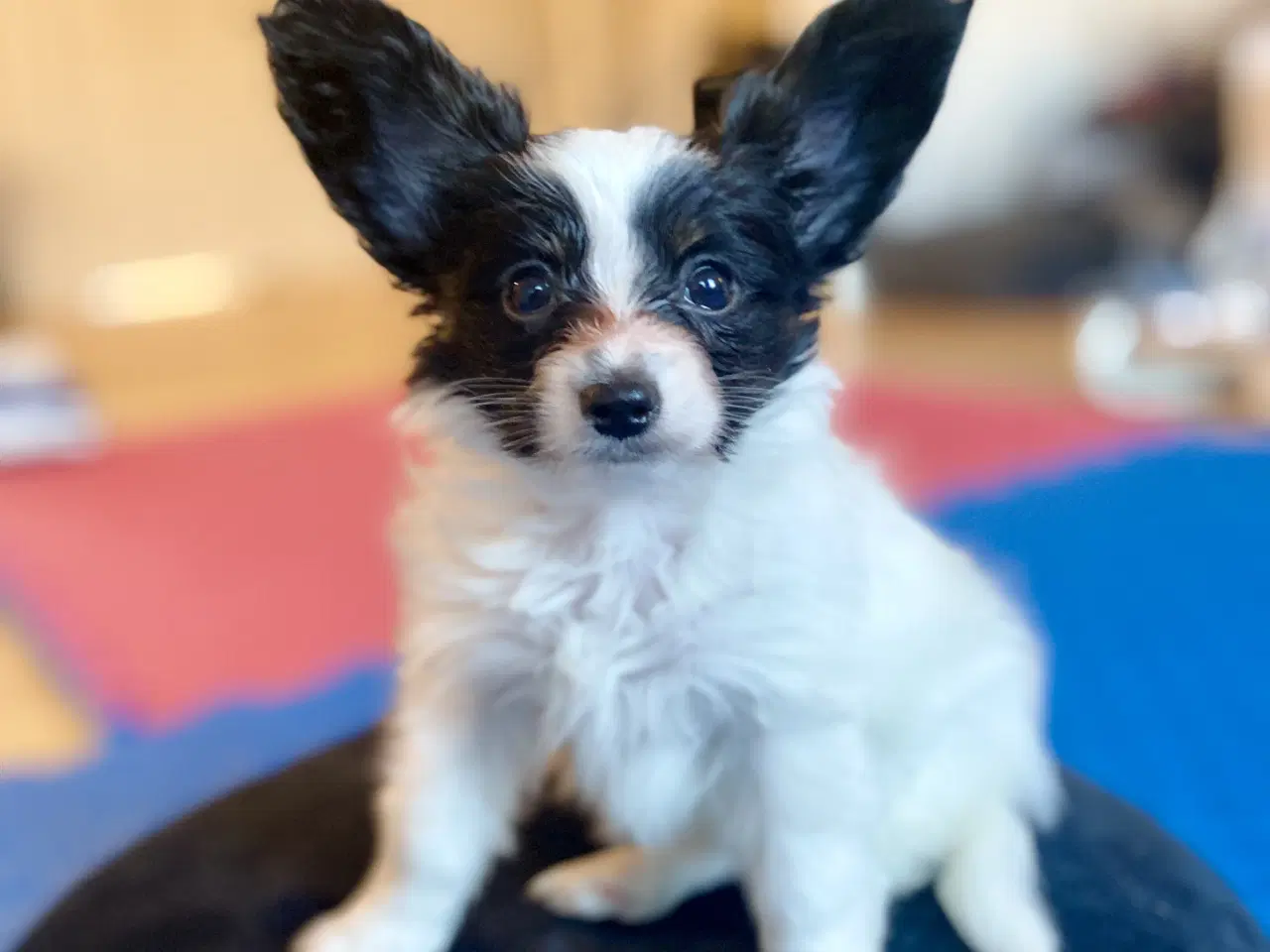 Billede 2 - Papillon hvalpe 