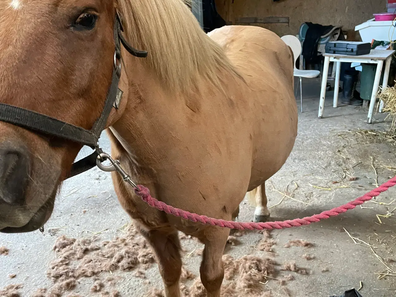 Billede 1 - Skøn og køn 3. Pony
