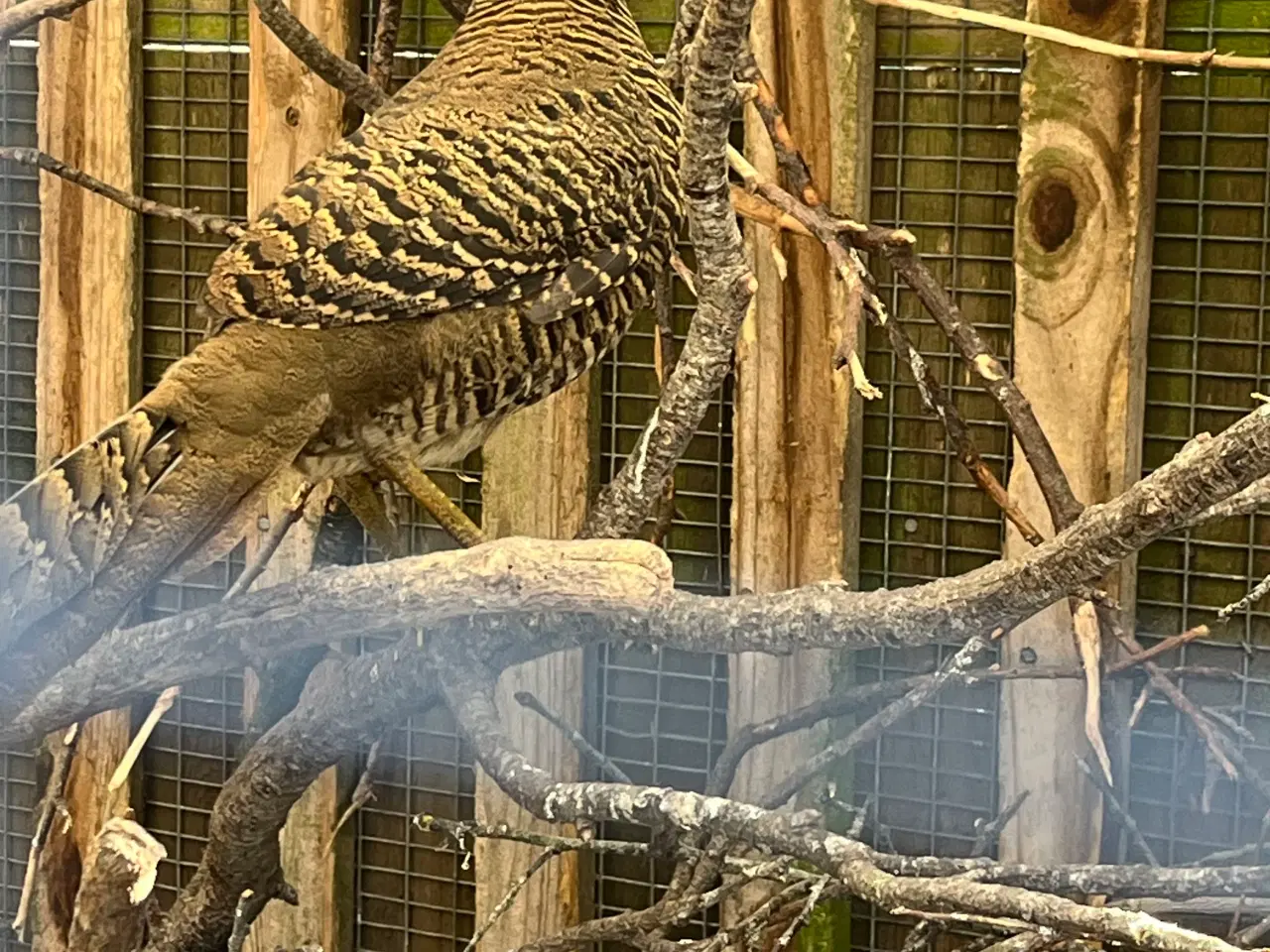 Billede 2 - Guldfasan 