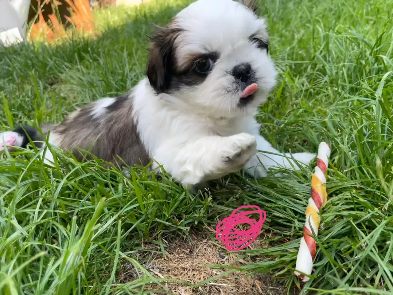 Billede 2 - 4 små Shih Tzu hvalpe mangler nye hjem🐶