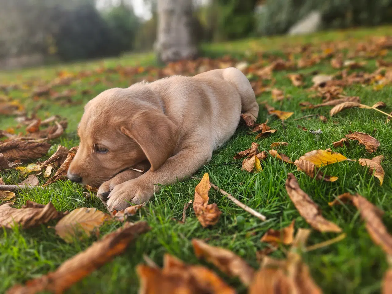 Billede 4 - Gul labrador hvalp