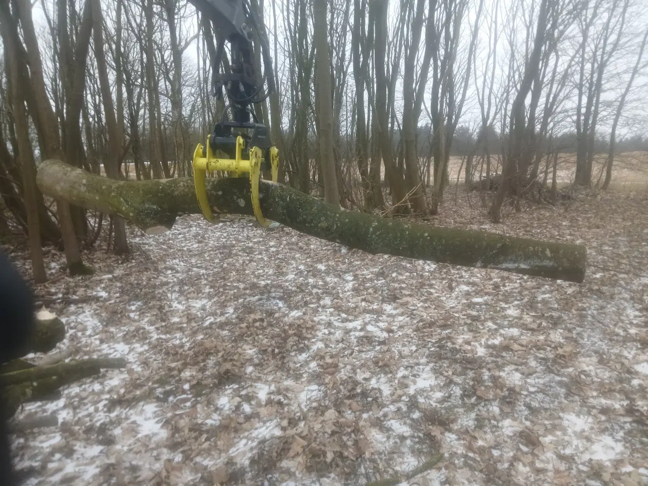 Billede 6 - Ahorntræ fældet og parteret i stamme og grene