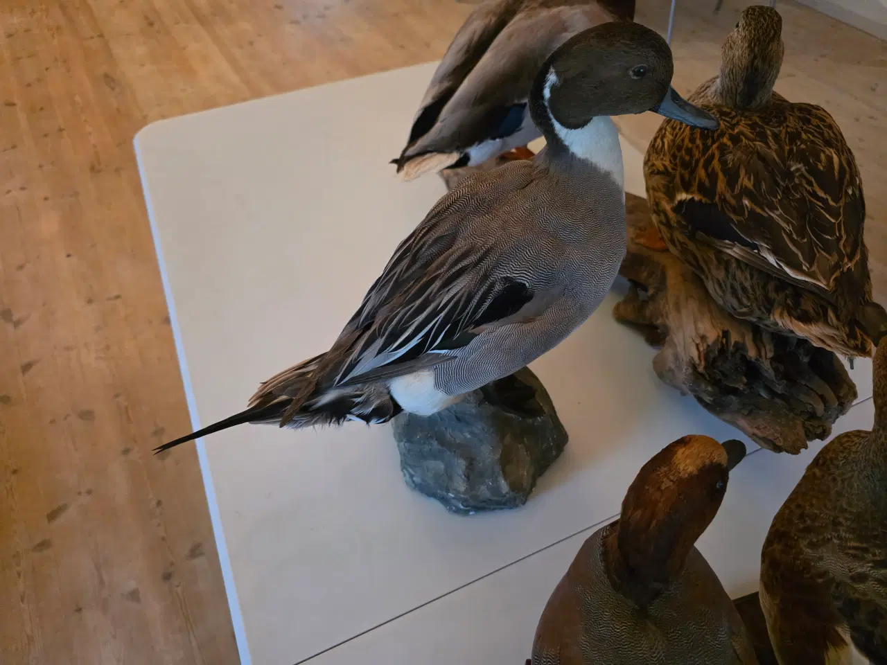 Billede 9 - Svømmeænder sælges samlet eller hver for sig