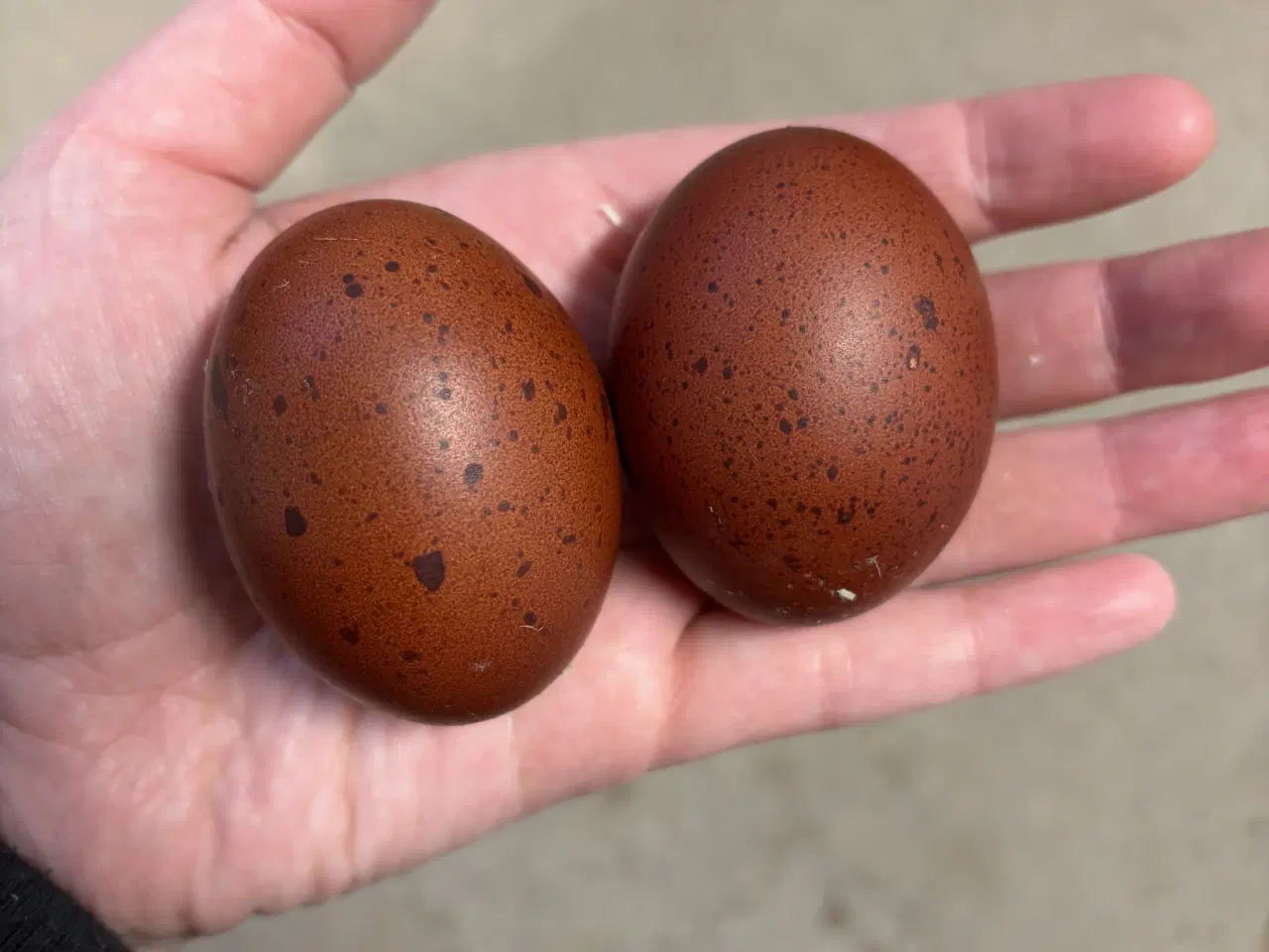 Billede 3 - Daggamle maran kyllinger