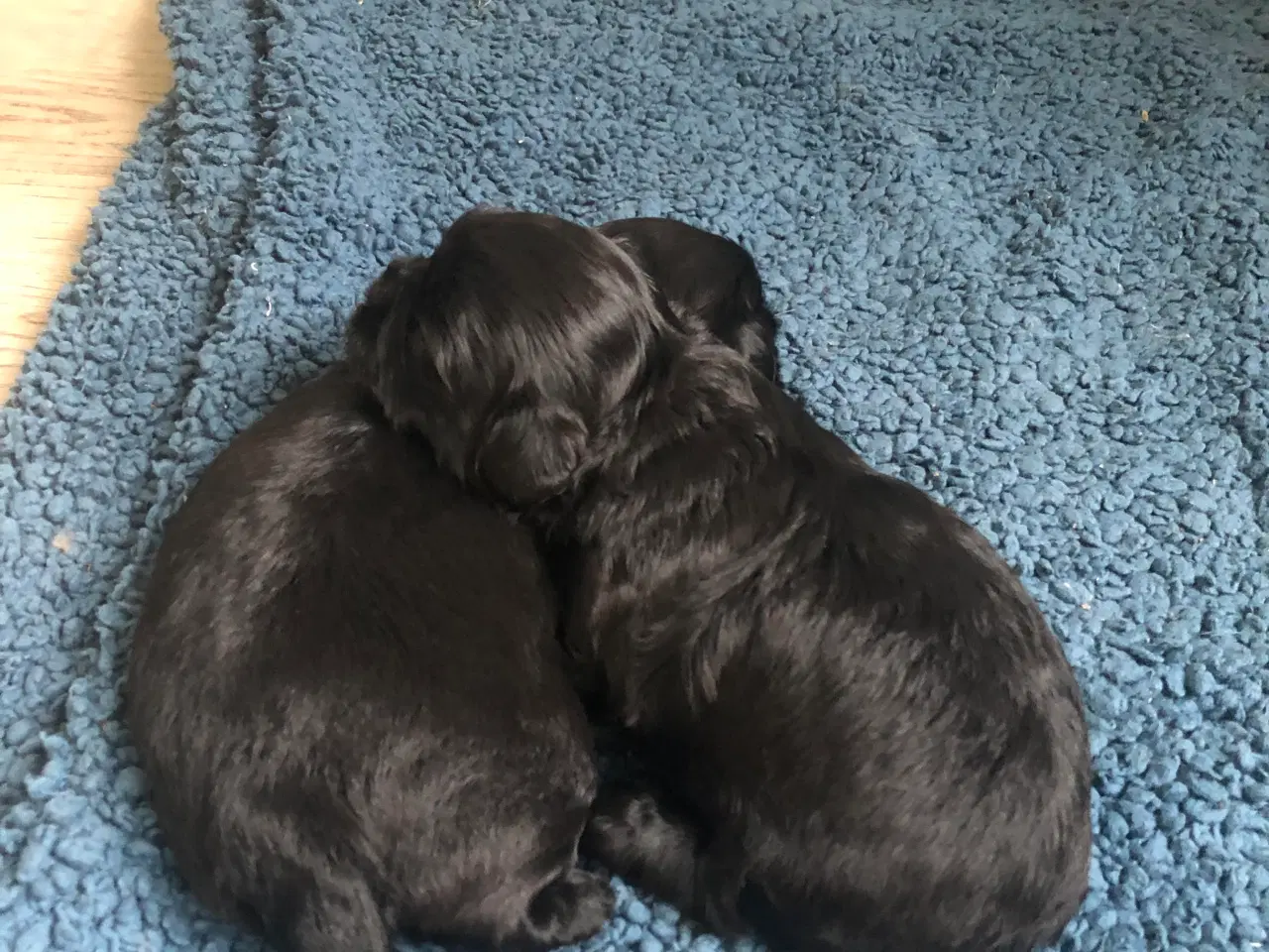 Billede 2 - Shih Poo 