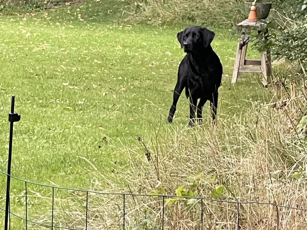 Billede 1 - TOP JAGT HUNDE F1 Lap