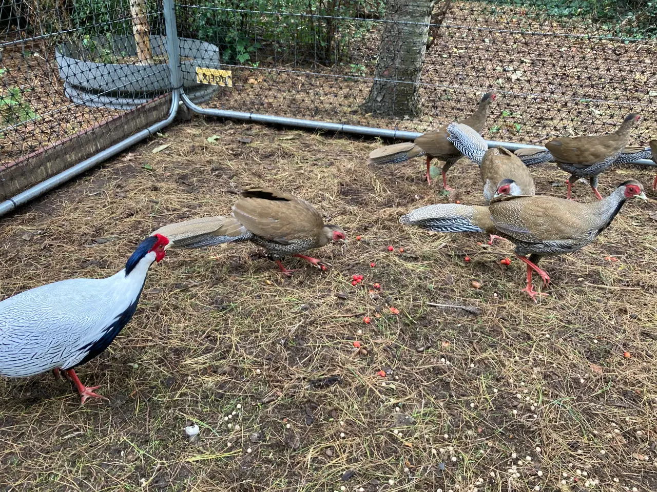 Billede 5 - Fine sølvfasaner naturudruget