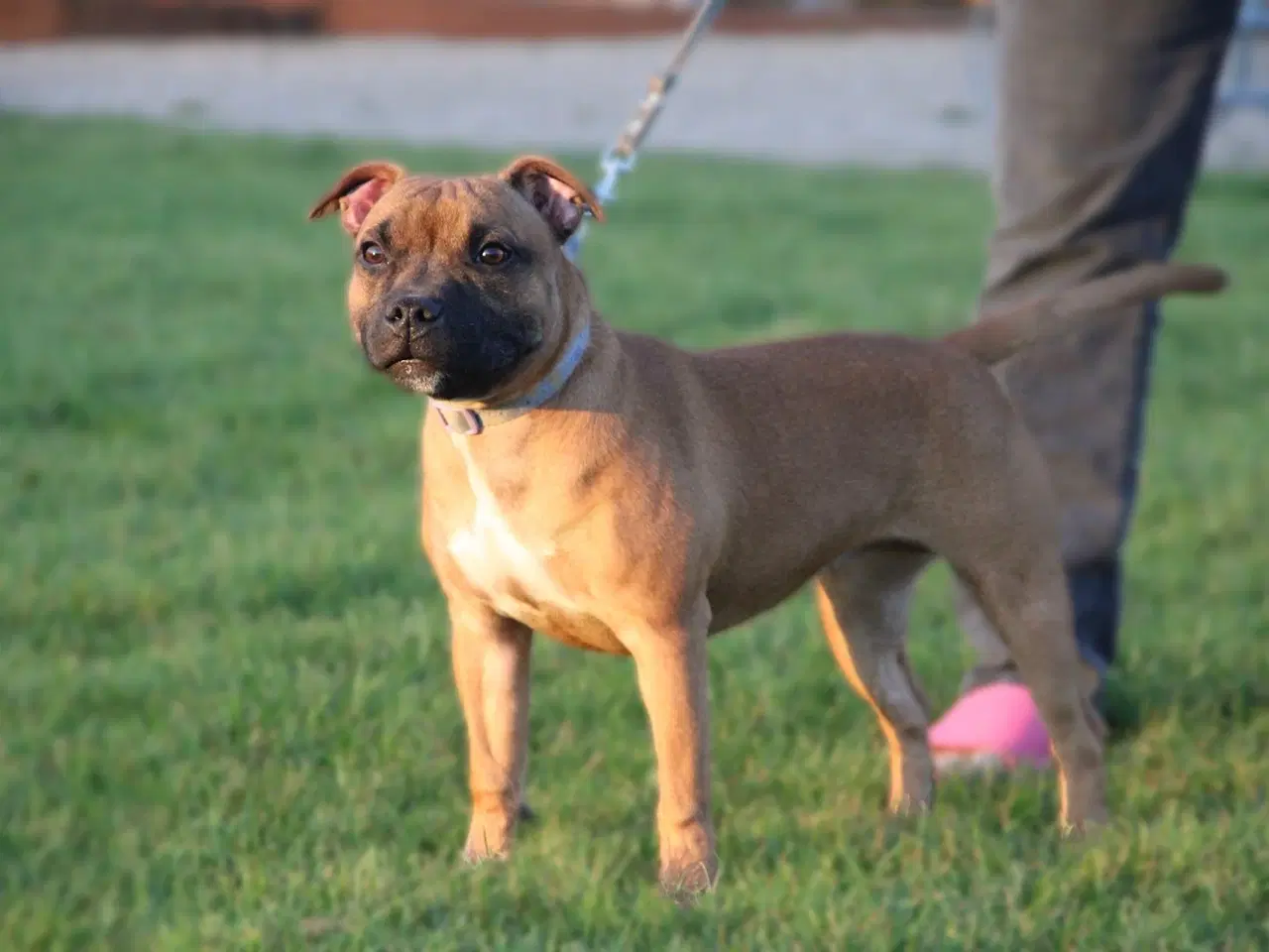 Billede 2 - Staffordshire bull terrier piger