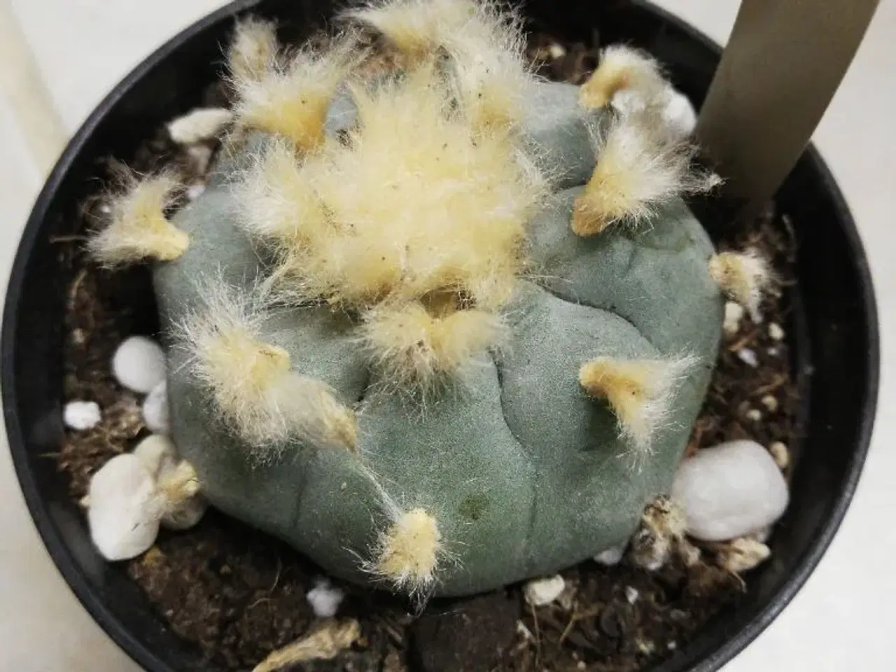 Billede 1 - Peyote planter williamsii