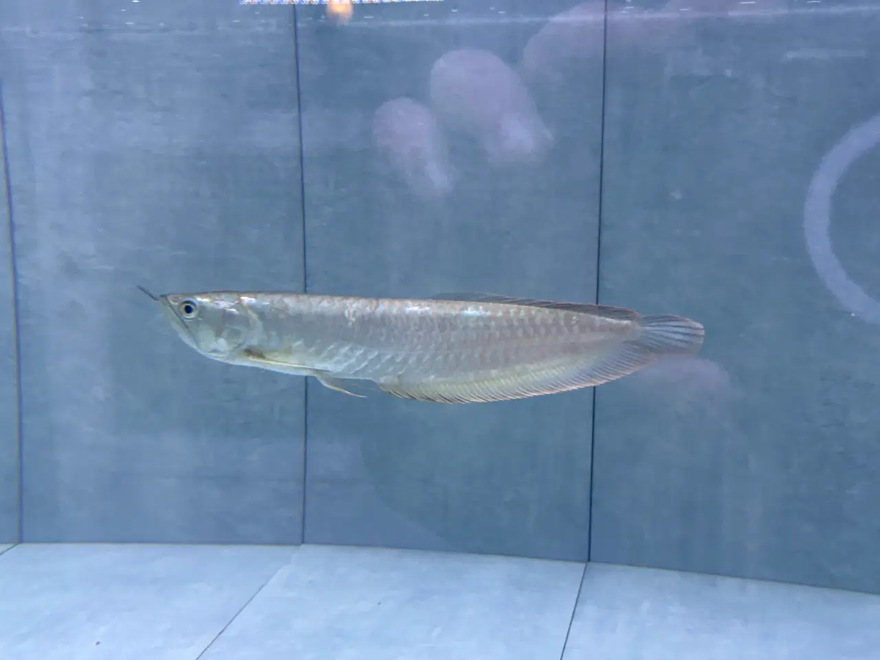 Billede 2 - Silver Arowana 