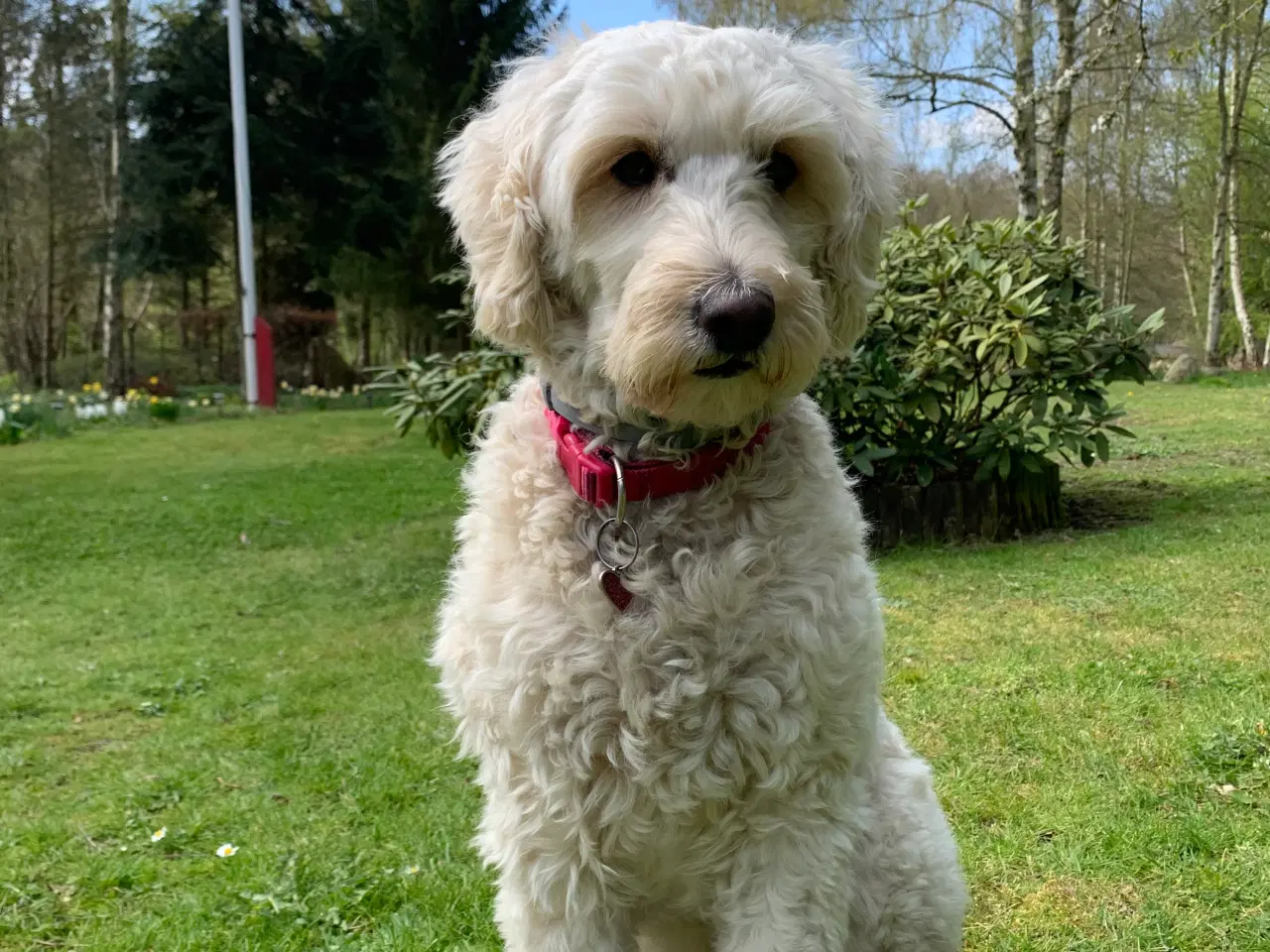 Billede 6 - Goldendoodle F1bb-mini hvalpe