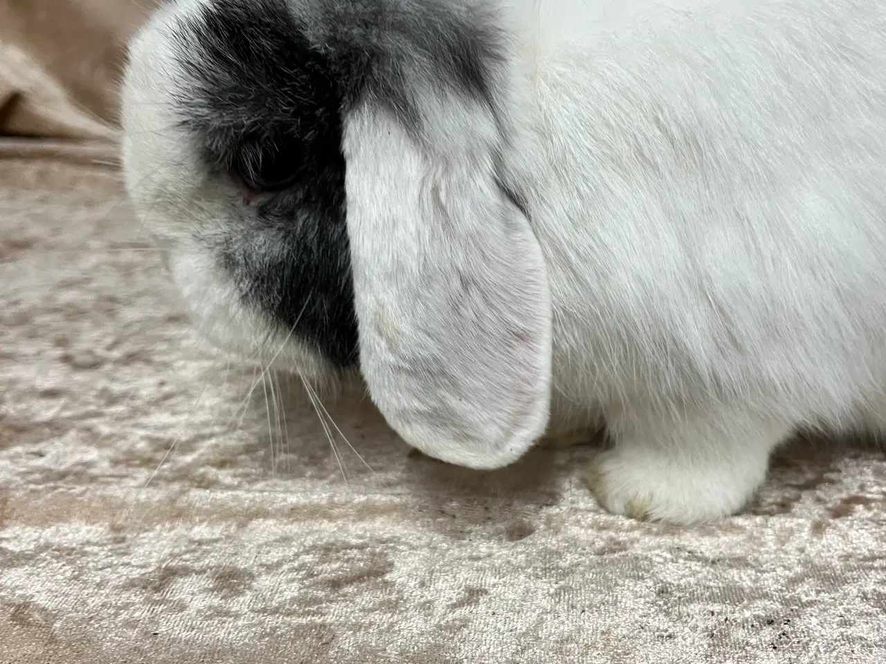 Billede 3 - Mini lop