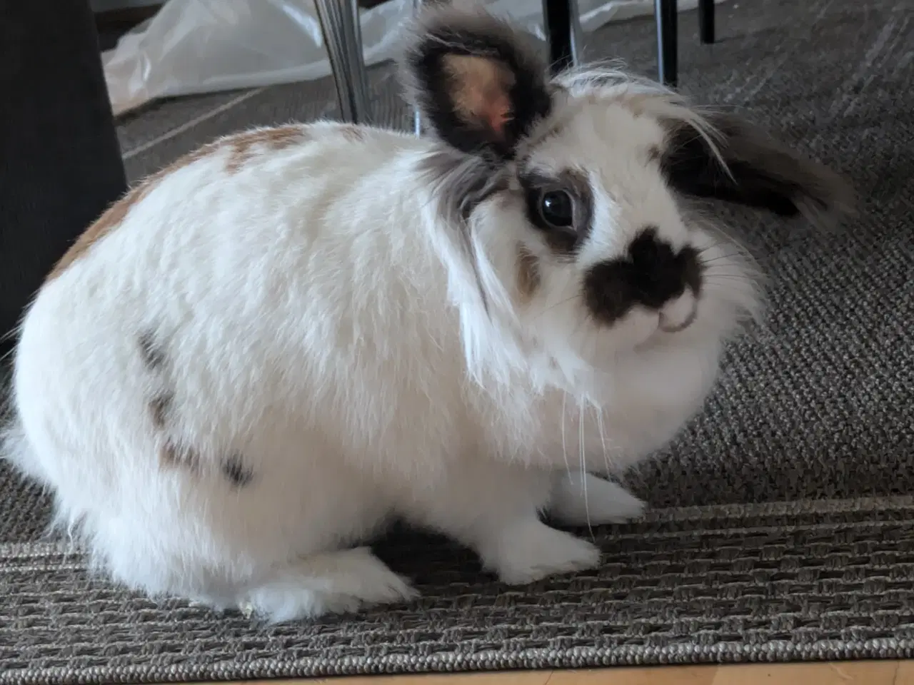 Billede 2 - Kanin
