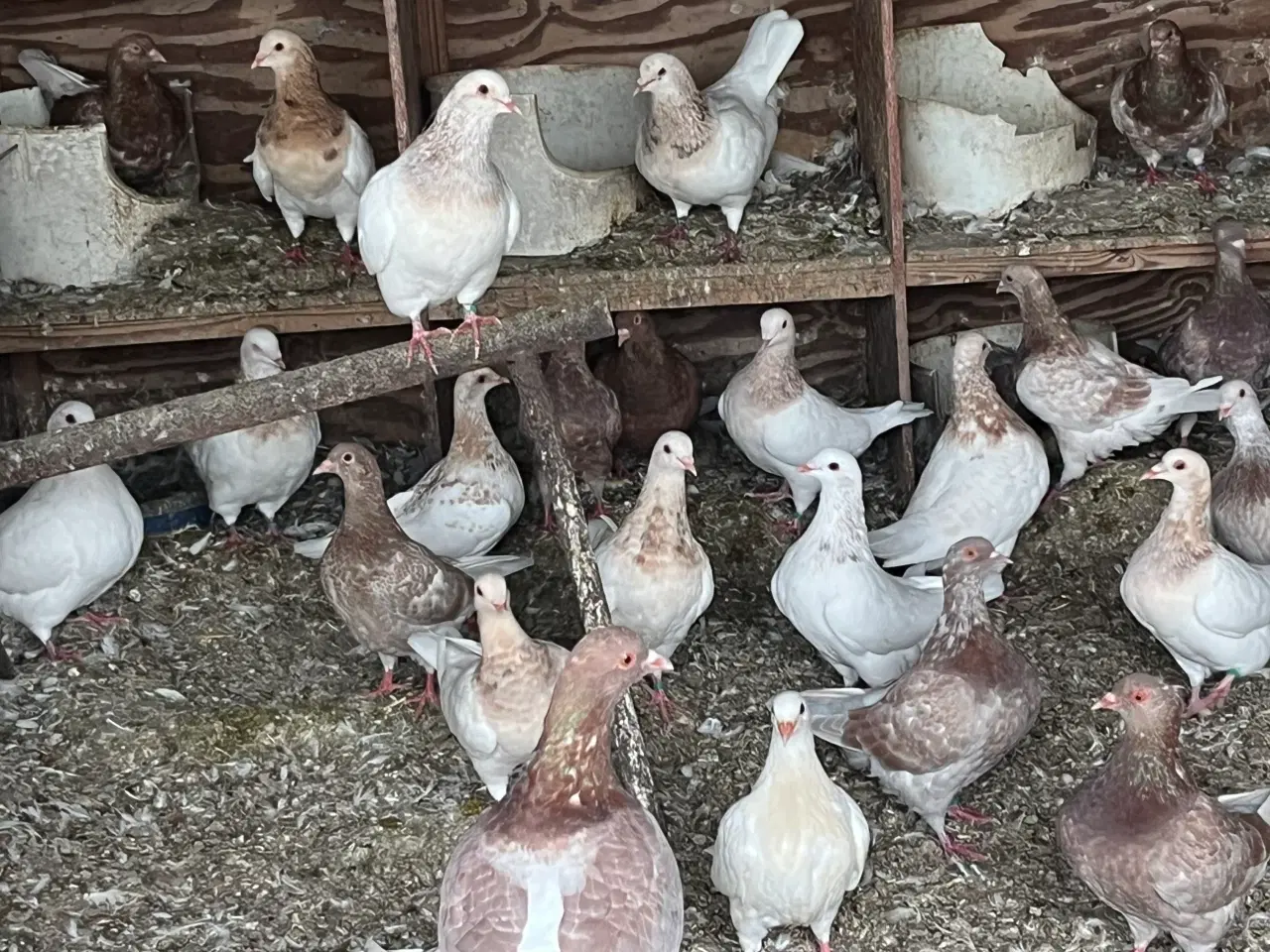 Billede 1 - Kønvisende texaner duer