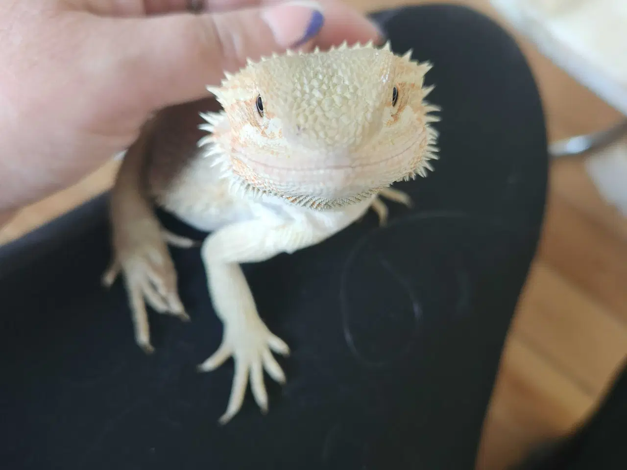 Billede 4 - Skægagame