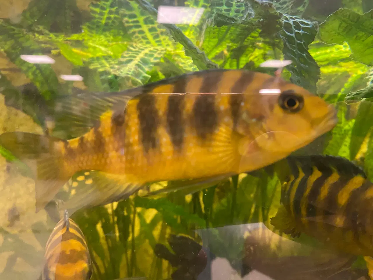 Billede 7 - Humlebi Cichlide (Maylandia Crabro)