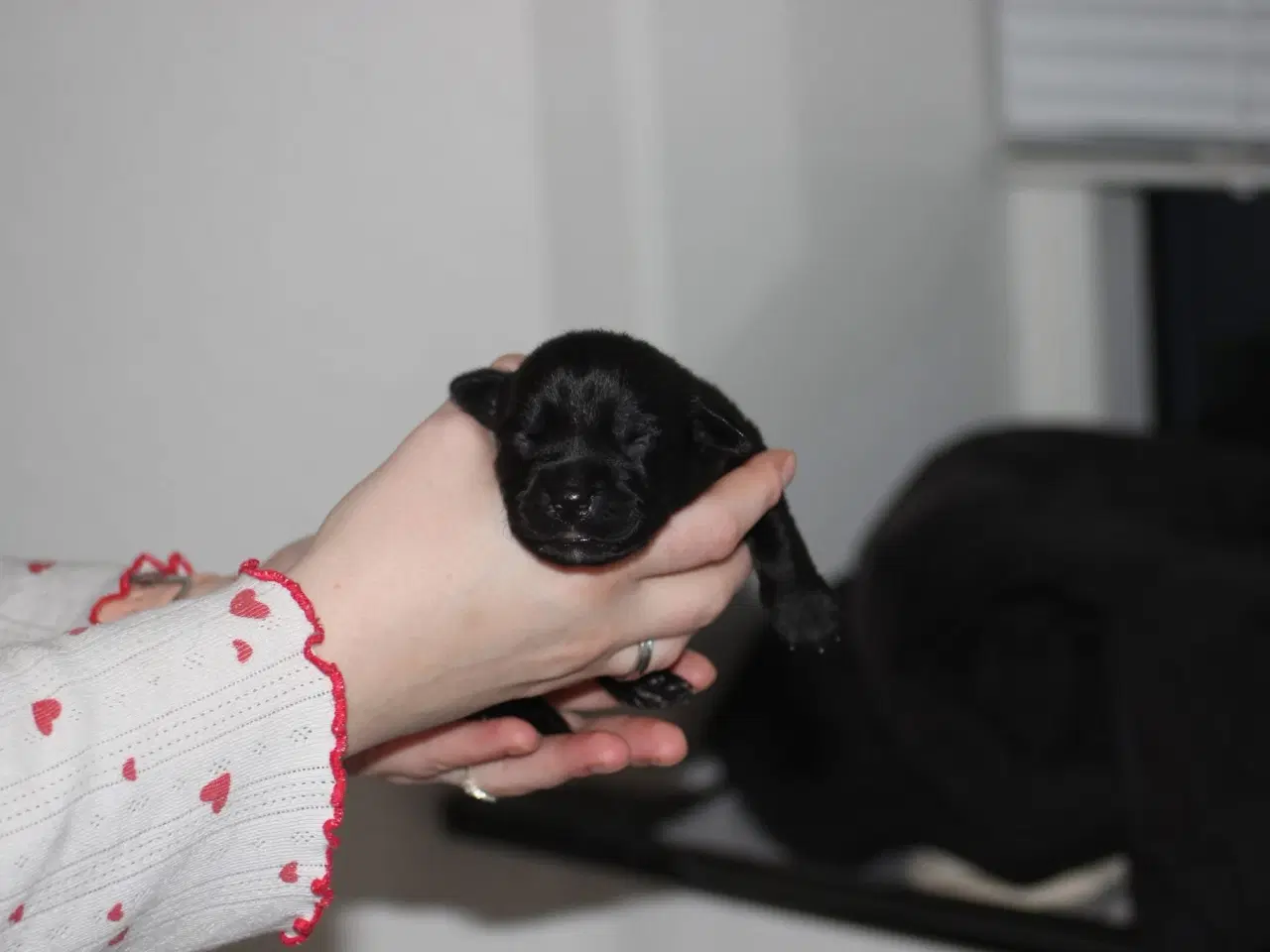 Billede 3 - Labrador/retriver/staffordshire bullterrier hvalpe