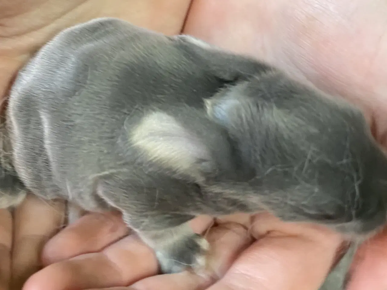 Billede 4 - FRANSK VÆDDER HAN VILDTBLÅ