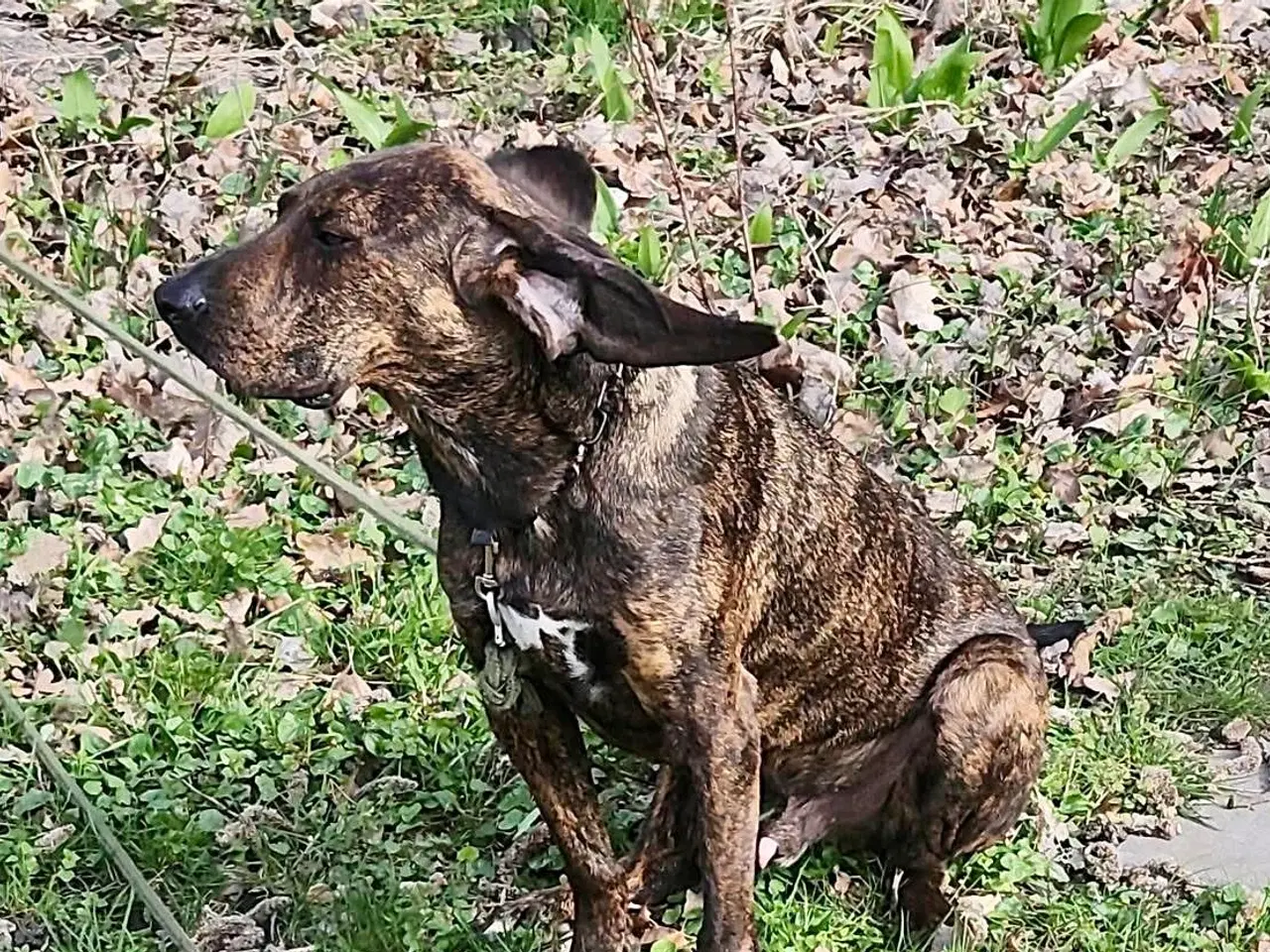 Billede 13 - Dejlige, finurlige Rollo søger ait ønskehjem 🏡💝