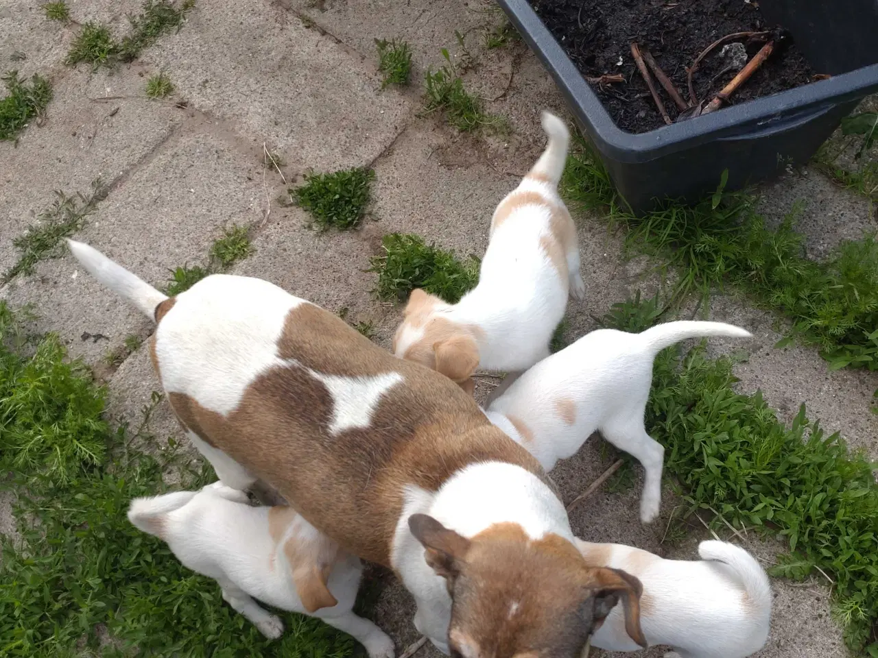 Billede 18 - Dansk/svensk gårdhunde hvalpe