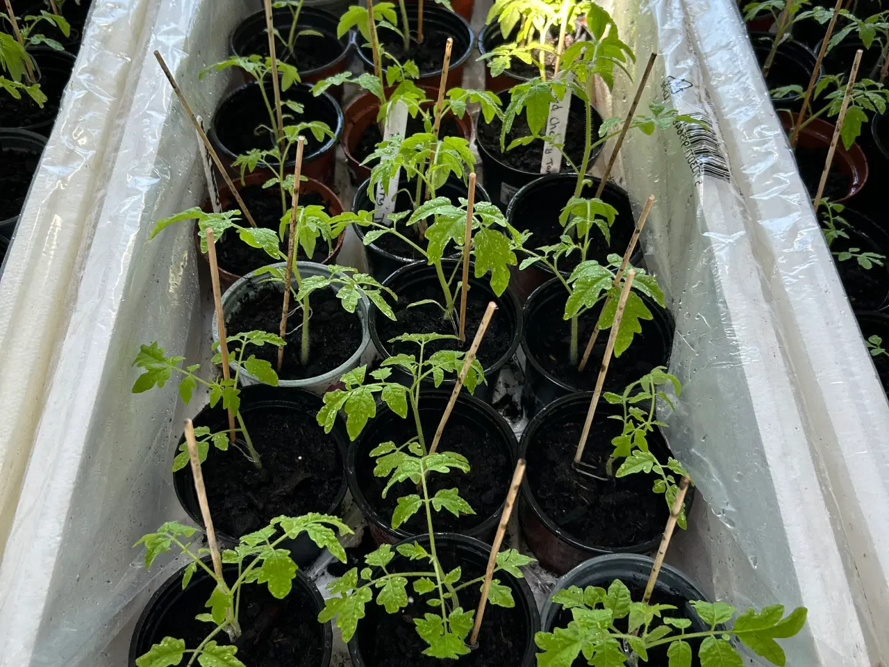 Billede 2 - Tomat og peberfrugt planter 