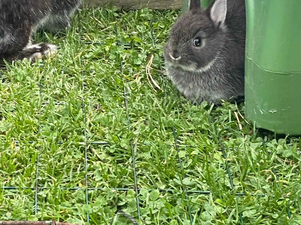 Billede 16 - Hermelin unger blå zobel og Z&W 