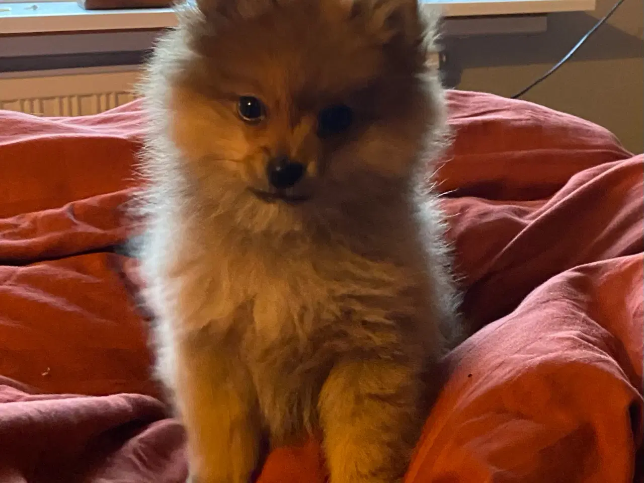 Billede 5 - Pomeranian. Super dejlig ren Pomeranian dreng.