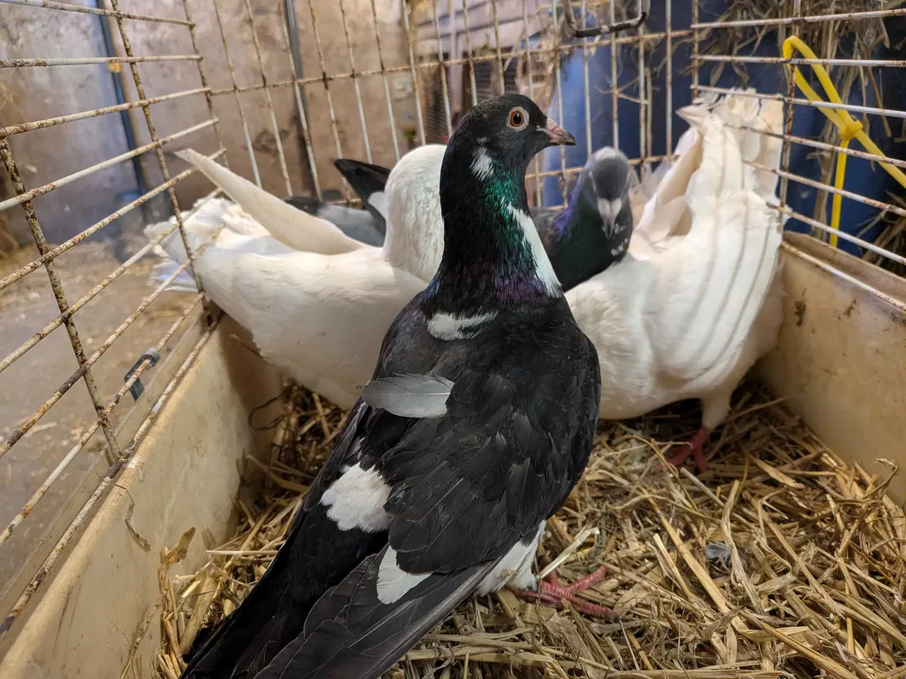 Billede 4 - 10 krydsning duer