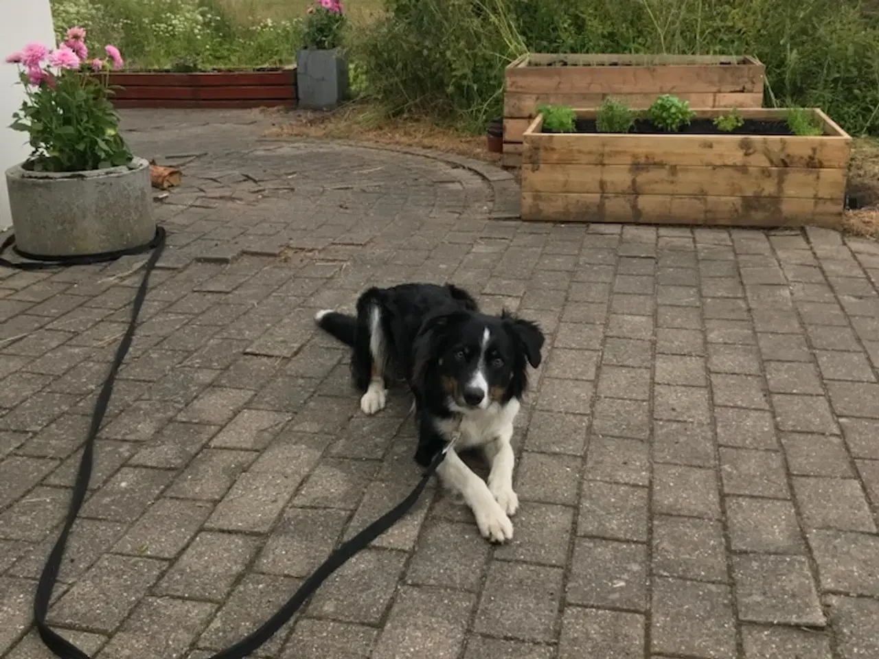 Billede 2 -  border collie 2 år 