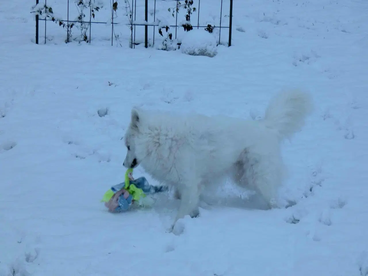 Billede 6 - Dansk spids tæve 2 år
